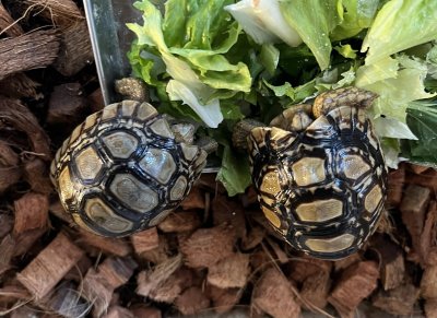画像2: ヒョウモンリクガメ　