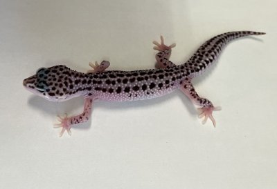 画像2: ヒョウモントカゲモドキ　スーパーマックスノー No.2