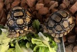 ヒョウモンリクガメ　
