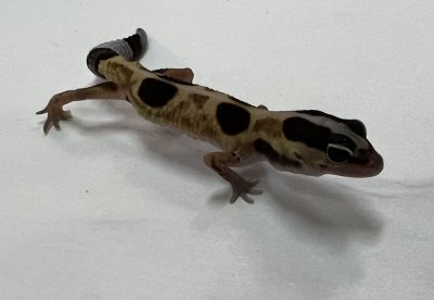画像2: ニシアフリカトカゲモドキ　ホワイトアウトストライプhetアメルパターンレス