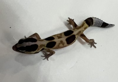 画像1: ニシアフリカトカゲモドキ　ホワイトアウトストライプhetアメルパターンレス