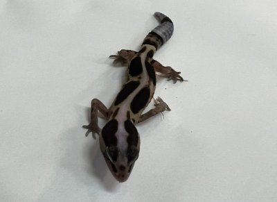 画像3: ニシアフリカトカゲモドキ　ホワイトアウトストライプhetアメル