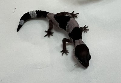 画像3: ニシアフリカトカゲモドキ　オレオhetゼロ
