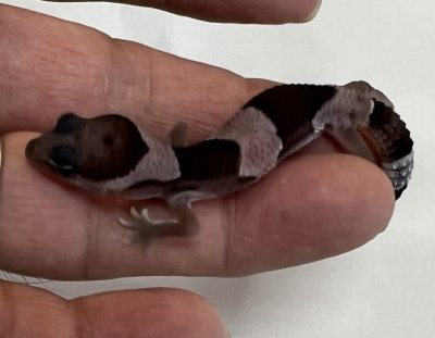 画像5: ニシアフリカトカゲモドキ　オレオhetパターンレス