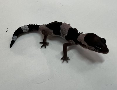 画像2: ニシアフリカトカゲモドキ　オレオhetゼロ