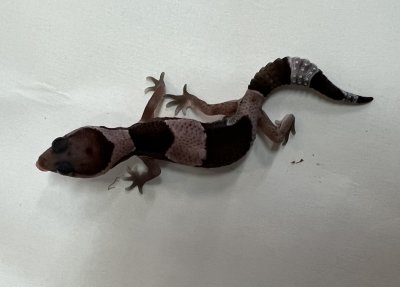 画像2: ニシアフリカトカゲモドキ　オレオhetパターンレス