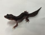 ヒョウモントカゲモドキ　スーパーマックスノー No.1