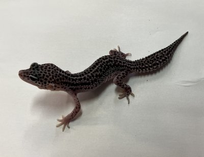 画像1: ヒョウモントカゲモドキ　スーパーマックスノー No.3