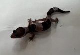 ニシアフリカトカゲモドキ　オレオhetパターンレス