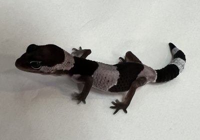 画像1: ニシアフリカトカゲモドキ　オレオhetゼロ