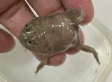 バジェットフロッグ