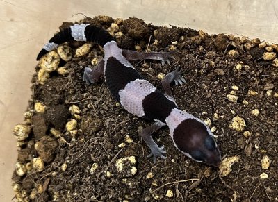 画像4: ニシアフリカトカゲモドキ　オレオhetゼロ