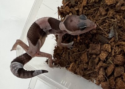 画像3: ニシアフリカトカゲモドキ　オレオhetパターンレス