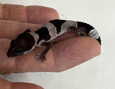 画像5: ニシアフリカトカゲモドキ　オレオhetゼロ