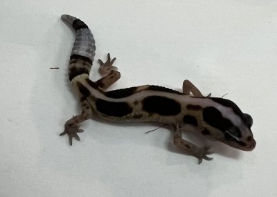 画像1: ニシアフリカトカゲモドキ　ホワイトアウトストライプhetアメル