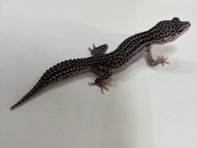 画像2: ヒョウモントカゲモドキ　スーパーマックスノー No.3