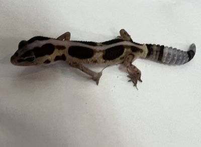 画像2: ニシアフリカトカゲモドキ　ホワイトアウトストライプhetアメル