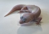 ヒョウモントカゲモドキ　ディアブロブランコ  No.2