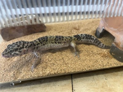 画像3: ヒョウモントカゲモドキ　ハイイエローNo.2