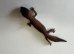 画像4: ニシアフリカトカゲモドキ　パターンレスhetアメル