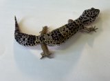 ヒョウモントカゲモドキ　ハイイエロー