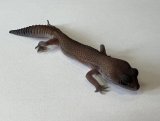 ニシアフリカトカゲモドキ　パターンレスhetアメル