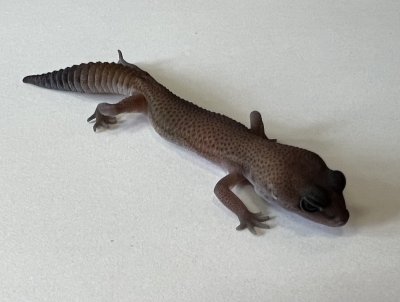 画像1: ニシアフリカトカゲモドキ　パターンレスhetアメル