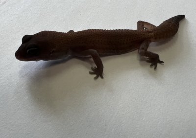 画像2: ニシアフリカトカゲモドキ　パターンレスhetアメル