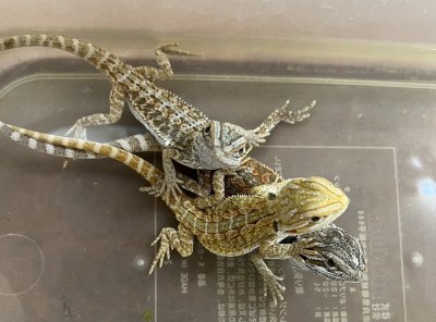 画像2: フトアゴヒゲトカゲ　オレンジハイポ