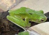 クツワアメガエル