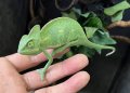 エボシカメレオン♀　