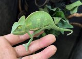 エボシカメレオン♀　