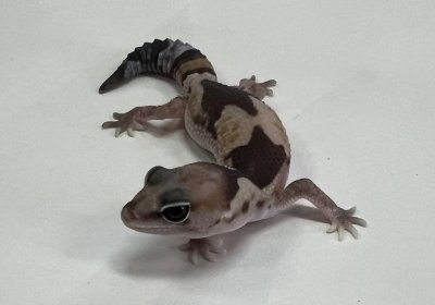 画像2: ニシアフリカトカゲモドキ　ズールー