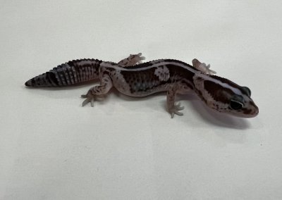 画像3: ニシアフリカトカゲモドキ　オレオnon-het