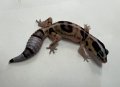 ニシアフリカトカゲモドキ　ホワイトアウトnon-het 
