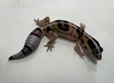画像1: ニシアフリカトカゲモドキ　ホワイトアウトnon-het 