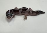 ニシアフリカトカゲモドキ　オレオnon-het