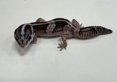 画像1: ニシアフリカトカゲモドキ　オレオnon-het