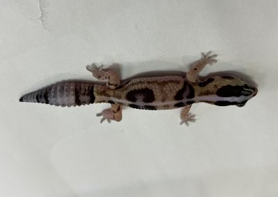 画像5: ニシアフリカトカゲモドキ　ホワイトアウトnon-het 