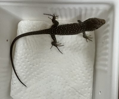 画像1: ホウセキカナヘビ　