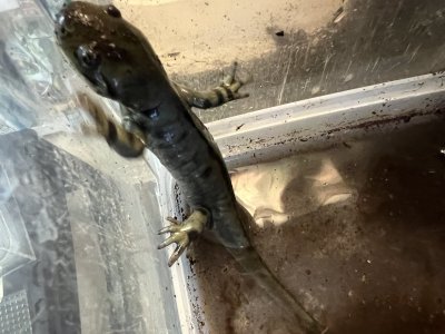 画像3: トウブタイガーサラマンダー　