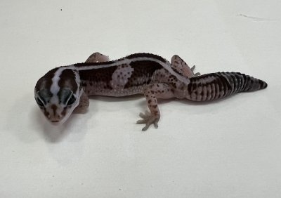 画像2: ニシアフリカトカゲモドキ　オレオnon-het