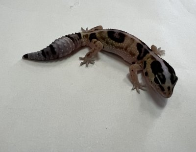 画像2: ニシアフリカトカゲモドキ　ホワイトアウトnon-het 