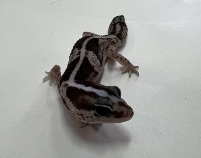 画像5: ニシアフリカトカゲモドキ　オレオnon-het