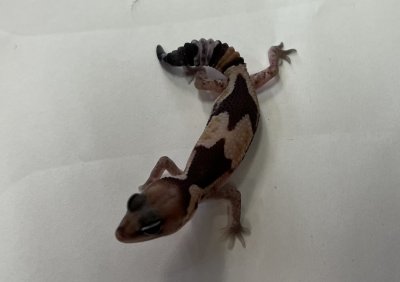 画像3: ニシアフリカトカゲモドキ　ズールー