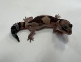 ニシアフリカトカゲモドキ　ズールー