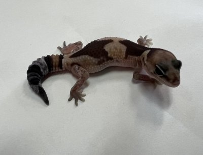 画像1: ニシアフリカトカゲモドキ　ズールー