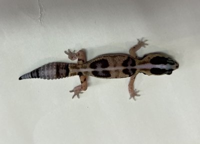画像4: ニシアフリカトカゲモドキ　ホワイトアウトnon-het 