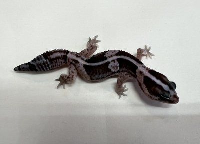 画像4: ニシアフリカトカゲモドキ　オレオnon-het