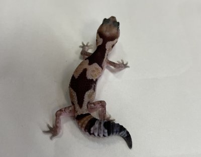 画像4: ニシアフリカトカゲモドキ　ズールー